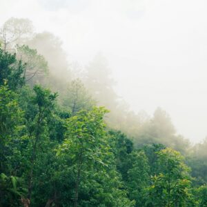 Phytophile Botanical Aura Mist